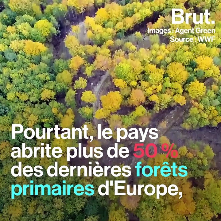 En Roumanie, le trafic illégal de bois tue