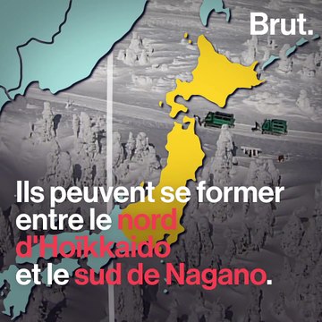 Les juhyo japonais sont menacés par le réchauffement climatique