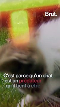 Pourquoi la langue des chats est râpeuse