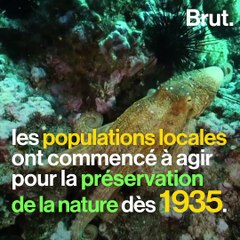 L'archipel Juan Fernández porte secours à sa biodiversité