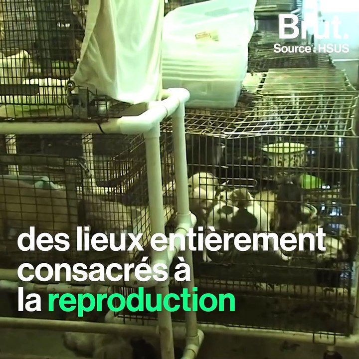 La Californie prend des mesures contre les fermes à chiots