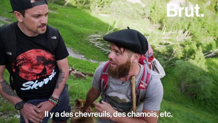 Le retour des loups inquiète les bergers