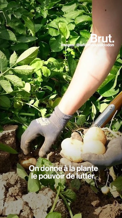 Il cultive les pommes de terre en remplaçant les pesticides par des substances naturelles