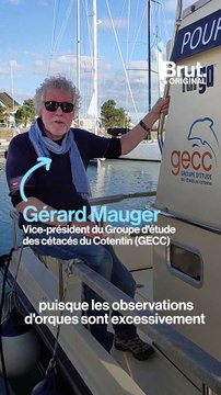 Il a filmé une orque dans la Manche