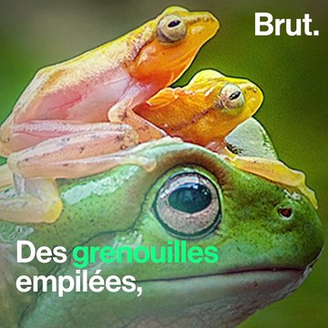 Certaines photos virales d'animaux cachent une triste réalité