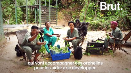 Les grands singes en danger