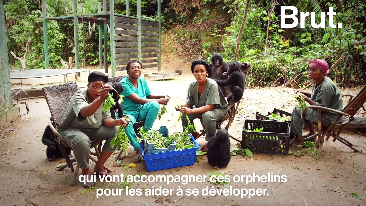 Les grands singes en danger