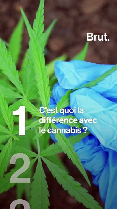 5 questions simples sur le CBD