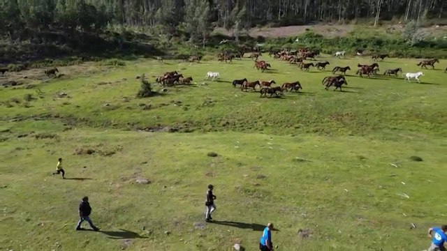 Los caballos salvajes españoles pueden ayudar a prevenir incendios, pero su supervivencia está amenazada