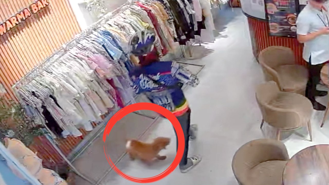 Must See! Adorable Toy Poodle Pub Catches Thief Red Handed