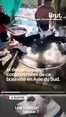 Au Cambodge, des chiens enlevés et mangés