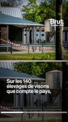 Dans les fermes à fourrure hollandaises, des visons euthanasiés à cause du Covid-19