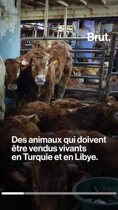 Des milliers de veaux entassés dans un bateau depuis 80 jours