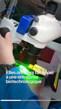 Des moustiques génétiquement modifiés pour lutter contre... les moustiques