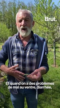 Les pouvoirs extraordinaires de la joubarbe