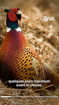 Révélation L214 : des millions de poussins élevés pour être tués par des chasseurs