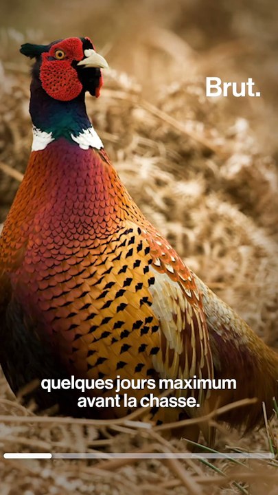 Révélation L214 : des millions de poussins élevés pour être tués par des chasseurs