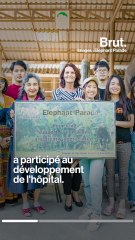 Un hôpital pour éléphants !