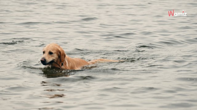 Le chien saute dans le canal pour s'amuser : quelques minutes plus tard il ramène des restes humains sur la rive