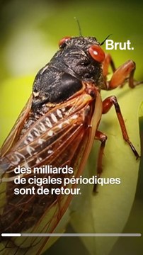 Comme tous les 17 ans, des milliards de cigales sortent de terre