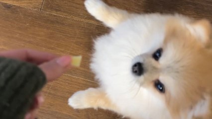 Adorable doggo clearly tells owner, 'For the cheese, I shall do ballet'