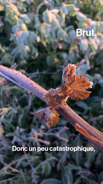 Froid historique : les viticulteurs mobilisés pour sauver les vignes