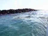 otaries lions de mer aux galapagos