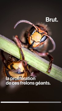 Aux États-Unis, les abeilles menacées par les frelons asiatiques géants