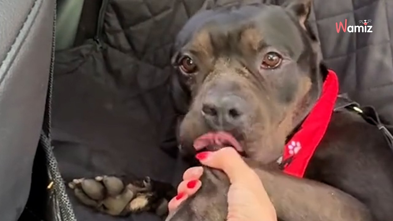 Ce chien de refuge passe son dernier jour en vie avant la piqûre fatale : au dernier moment, tout change (vidéo)