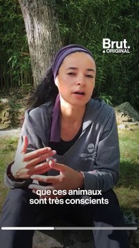 Plus de 1400 dauphins tués en une seule journée aux Îles Féroé