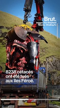 Aux Îles Féroé, 287 cétacés tués en une journée