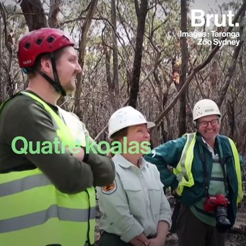 Australie : des koalas relâchés dans la nature
