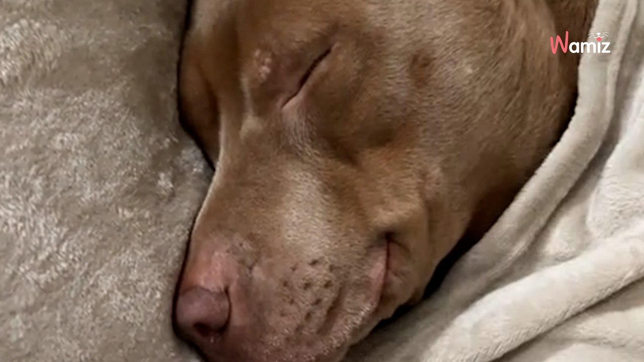 „Kocham cię”. Pies ze schroniska słyszy te słowa i jego reakcja mówi wszystko (video)