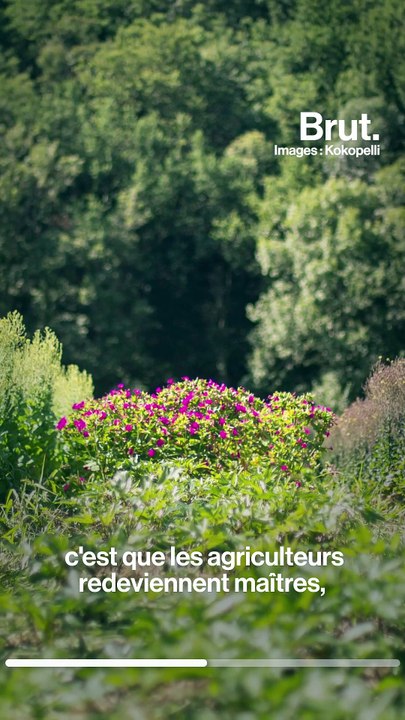 La vente de semences paysannes désormais autorisée aux particuliers