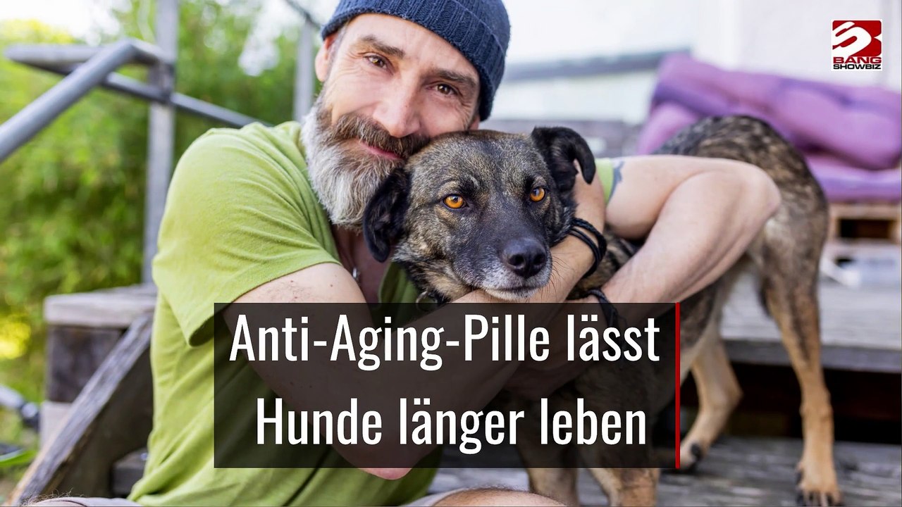 Anti-Aging-Pille lässt Hunde länger leben
