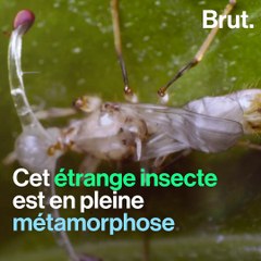 L'étonnante métamorphose de la mouche diopside