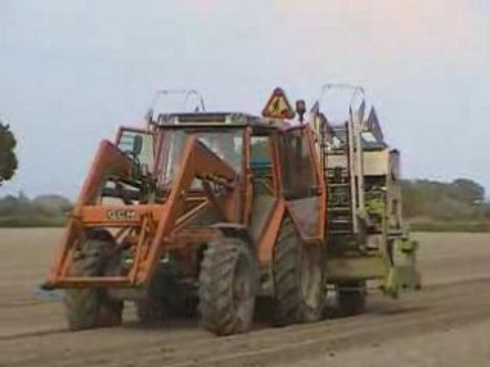 Plantation de tomates