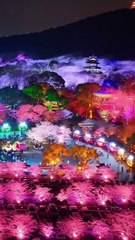 Cherry Blossoms from Yuantouzhu, Wuxi, China / Fleurs de cerisier de Yuantouzhu, Wuxi, Chine