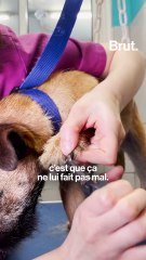 C'est mon métier : toiletteuse canin