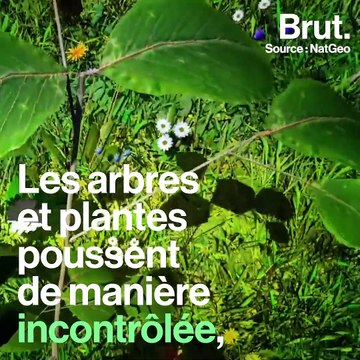 La planète terre sans êtres humains, ça donne quoi ?