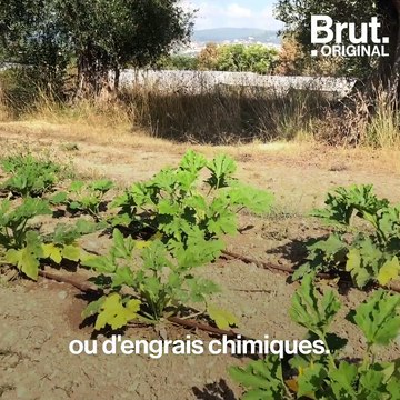 Ces cantines scolaires proposent des repas 100 % bio