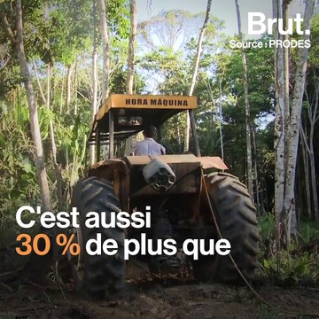 Brésil : la déforestation se poursuit à un rythme effréné