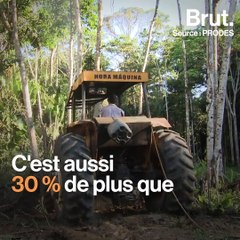 Brésil : la déforestation se poursuit à un rythme effréné