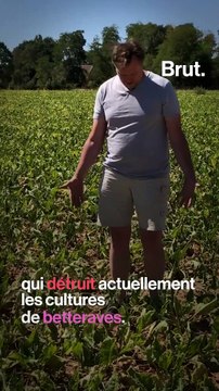 Les insecticides tueurs d'abeilles réautorisés, un danger pour la biodiversité