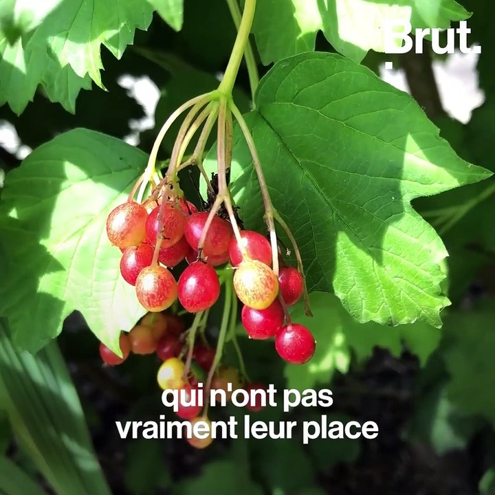 La ferme urbaine du collège Pierre-Mendès-France