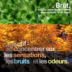 Et si les arbres pouvaient améliorer notre santé ?