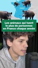 Les animaux qui tuent le plus en France