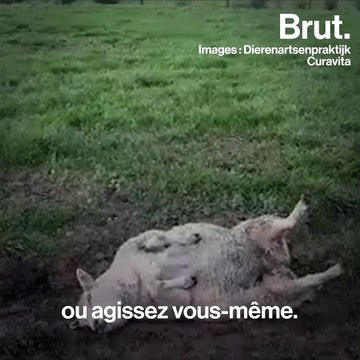 Tuto : Comment sauver les moutons allongés sur le dos