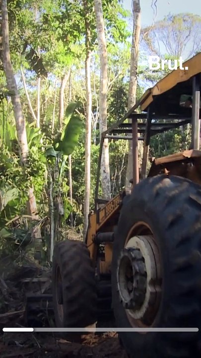 Le monde a perdu 178 millions d’hectares de forêt depuis 1990