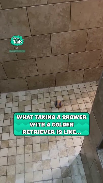 What taking a shower with a golden retriever is like